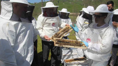 Ordu'da Arıcılar Ana Arı Üretiyor