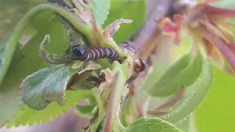 Salihli'de Meyve Ağaçları İçin Uyarı