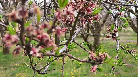 Sultandağı'nda Don Olayı Etkili Oldu