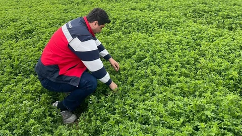 Emet’te Yonca Denetimleri Devam Ediyor