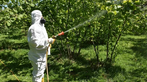 Fındıkta Hastalıklarla Mücadele Başlatıldı