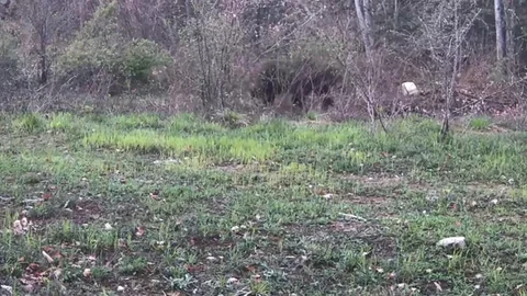 Karabük'te Yaban Hayvanları Görüntülendi