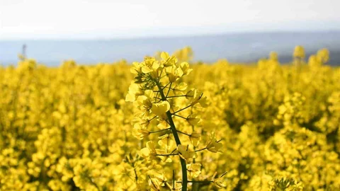 Tekirdağ'da Kanola Tarlaları Sarıya Büründü