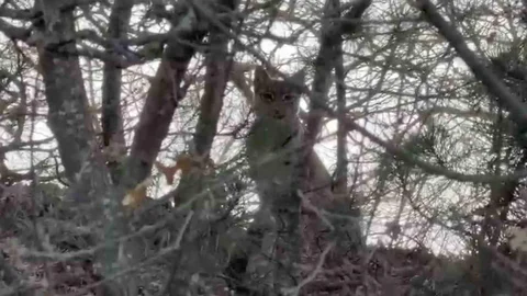Çorum'da Avrasya Vaşağı Görüntülendi