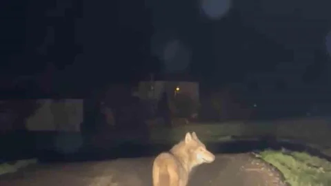 Karabük'te Kurt Görüntüleme Olayı