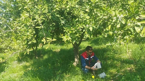 Koçarlı’da Meyve Sineği Takibi Devam Ediyor