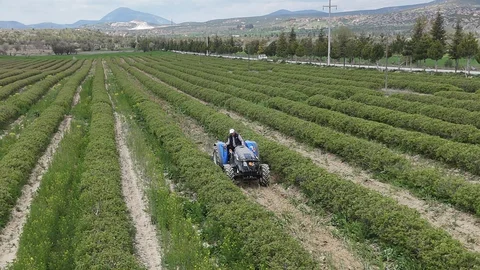 Isparta'da Gül Hasadı Beklentisi