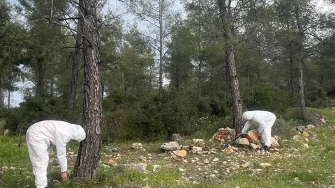 Çamkese Böceği ile Mücadele Sürüyor