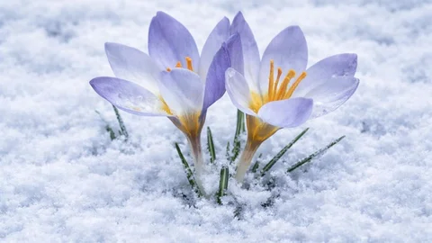 Kartepe'de Endemik Çiğdem Görüldü