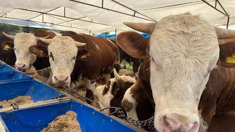 İzmir'de Kurban Pazarları Kuruluyor