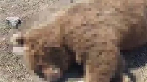 Damal'da Boz Ayı Trafik Kazasında Hayatını Kaybetti