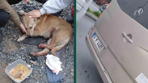 Köpeğe Çarpma Tartışması Kameralara Yansıdı