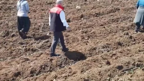 Elazığ'da Domates Üretim Sezonu Başladı