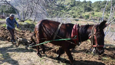 Gençler Köyü Terk Edince İş Yaşlılara Kaldı