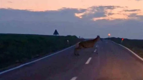 Ankara'da Yaban Geyiği Sürüsü Görüntülendi