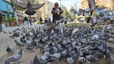 Eskişehir'de Kuşlara Yem Dağıtan Kadın