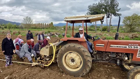 Denizli'de Tütün Sezonu Başladı