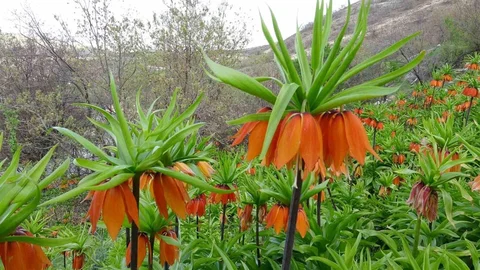 Malatya’da Ters Laleler Açtı