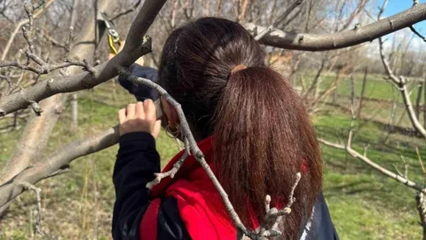 Meyve Ağaçlarında Budama Çalışmaları Süreklilik Gösteriyor