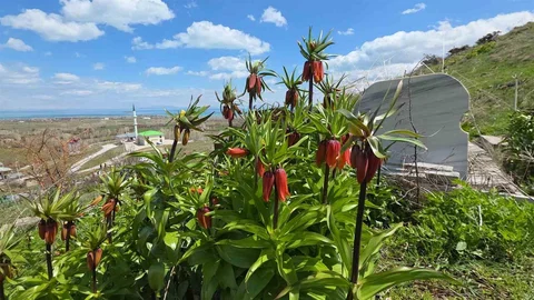 Van'da Ters Laleler Açtı