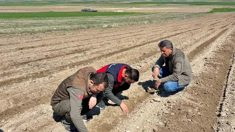 Afyonkarahisar'da Ayçiçeği Ekim Çalışması