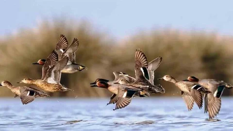 Samsun'da Yaban Hayatını Fotoğraflıyor