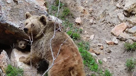 Tunceli'de Ayı ve Yavrusu Görüntülendi