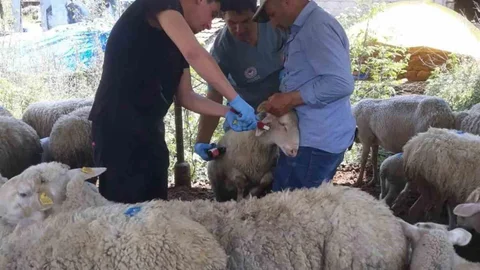 Karpuzlu'da Küçükbaş Hayvanlar Kayıt Altına Alınıyor
