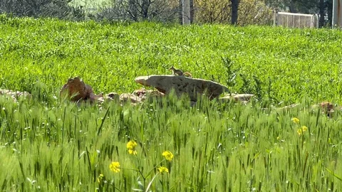 Kızıl Sincap Diyarbakır'da Görüntülendi