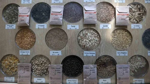 Muğla'da 3 Milyon Yerel Tohum Dağıtıldı