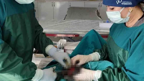Mardin'de Köpekte Tümör Operasyonu Gerçekleştirildi