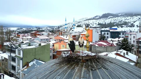 Tokat'ta Leyleklerin Bahar Dönüşü