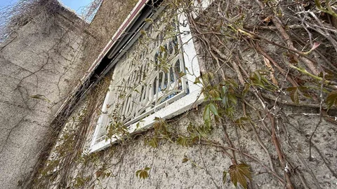 Eskişehir'de Sarmaşıklı Camii Yeşermeye Başladı