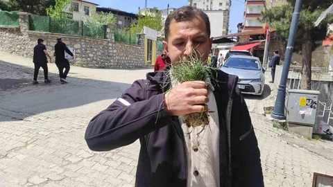 Zuzubak Otu Batman'da Ekonomiye Katkı Sağlıyor