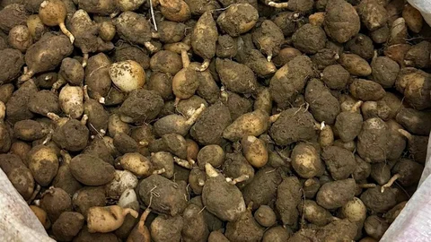Kocaeli'de İzinsiz Salep Orkidesi Toplama Ceza Getirdi