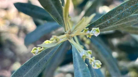 Salihli'de Zeytin Üreticilerine Uyarı