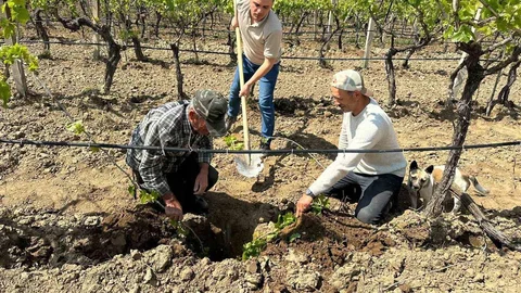 Manisa'da TARİŞ Üzüm Kooperatifi Çalışmaları