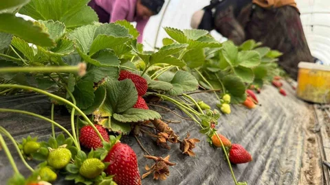Antalya'da Çilek Fiyatları Tartışma Konusu
