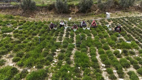 Sofralarda Zahter Hasadı Başladı