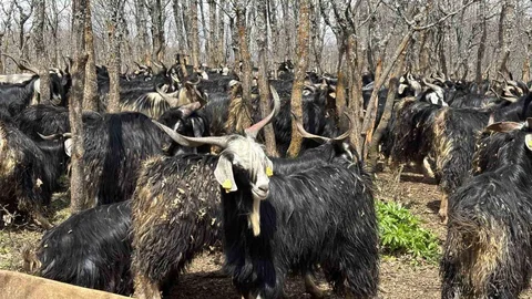 Bingöl'de Soğuklar Yaylaya Çıkışı Geciktirdi