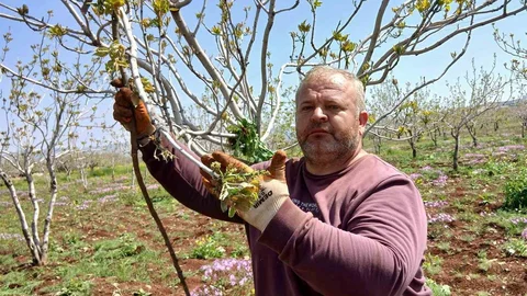 Araban'da Fıstık Üreticileri Tırtıl İle Mücadele Ediyor