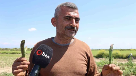 Kozan Bezelyesi Hamsiyi Andırıyor