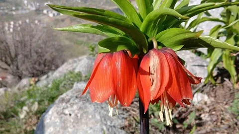 Sincik Dağlarında Ters Laleler Açtı
