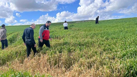 Batman'da Çiftçilere İlaçlama Uyarısı
