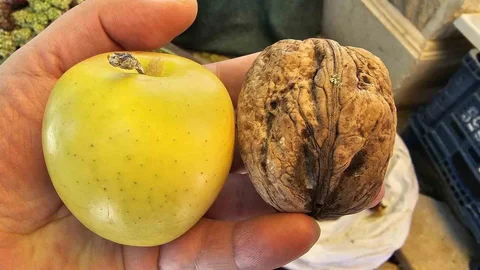 Elazığ'da İlginç Cevizler