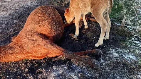 Annesiz Kalan Tayın İçler Acısı Durumu