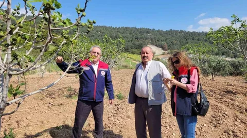Buharkent'te İncir Bahçeleri Kontrol Edildi