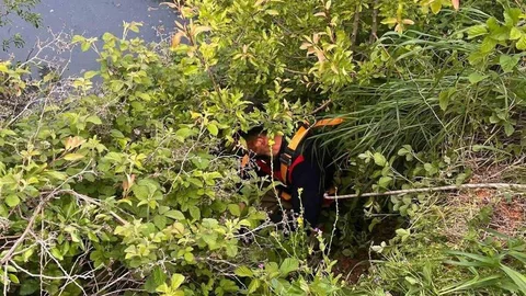 Hatay'da Gölete Düşen Hayvan Kurtarıldı