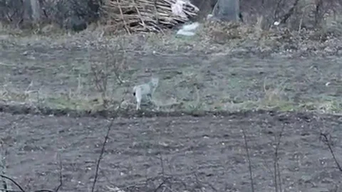 Tortum'da Nesli Tükenme Tehlikesinde Vaşak Görüntülendi