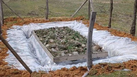 Düzce'de Çam Kese Böceği İle Mücadele Başladı